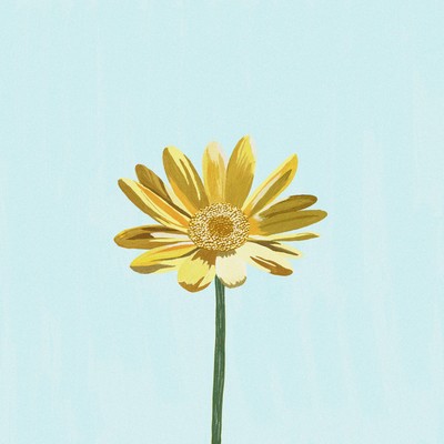 Daisy Front Cover