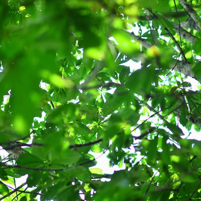 カゲロウのジャケット写真