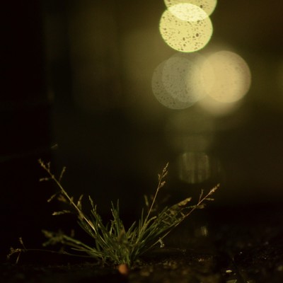 兆しのジャケット写真