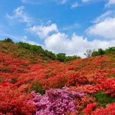 はるやなぎのジャケット写真