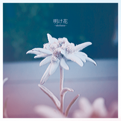 明け花のジャケット写真