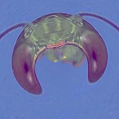 Kamakiri Front Cover