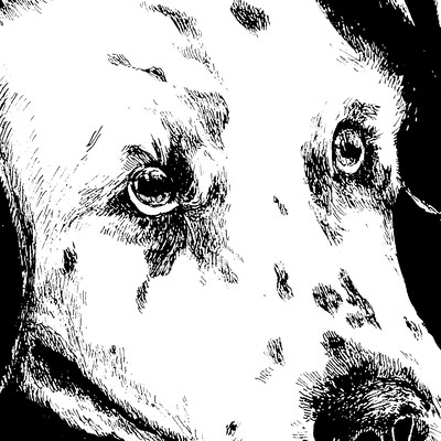 Dalmatian Front Cover