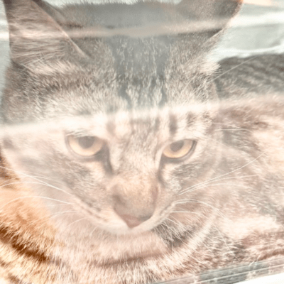 4cidのジャケット写真