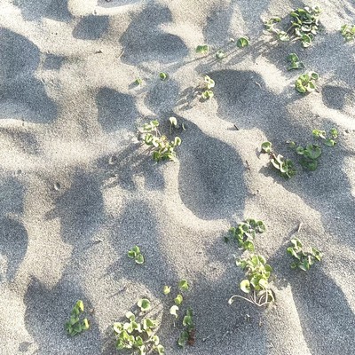 海はふたりを連れてのジャケット写真