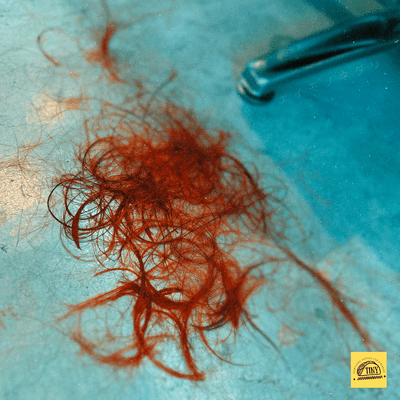 NAIMONONEDARI Front Cover