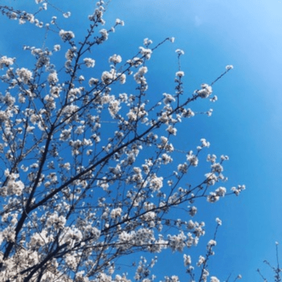 Anonymous Night Volume3 Front Cover