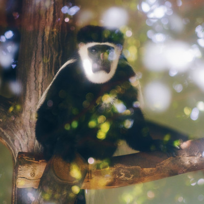 Adventure Front Cover