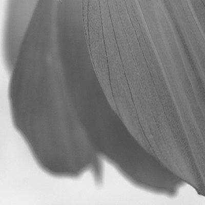 Sugata (Cwondo Remix) Front Cover