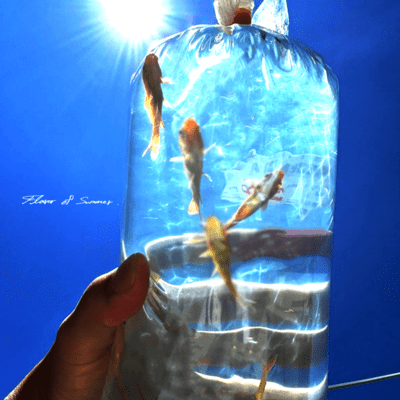 Flavor of Summer Front Cover