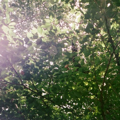 Tree Song Front Cover