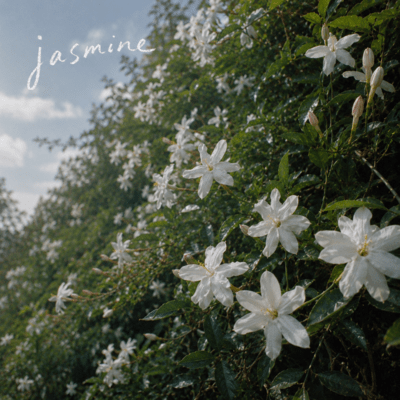 Jasmine Front Cover