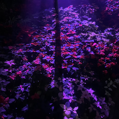 nights on lightsのジャケット写真