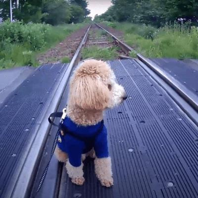 NERINCHU Front Cover