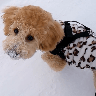 TSUBUNCHU Front Cover