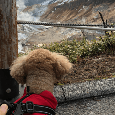 At the End of the World with My Dog (feat. KAGAMINE LEN) Front Cover