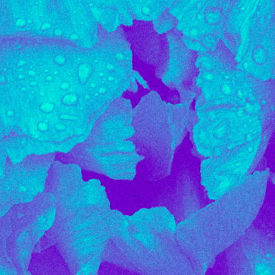 zencho Front Cover