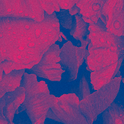 peony Front Cover
