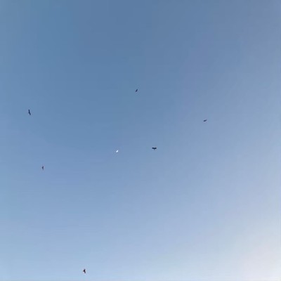 ホシノユクエのジャケット写真