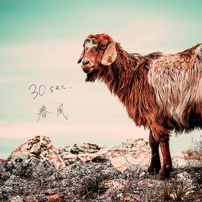 harukaze Front Cover