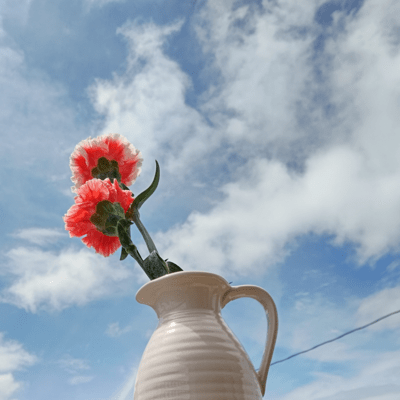 carnation Front Cover