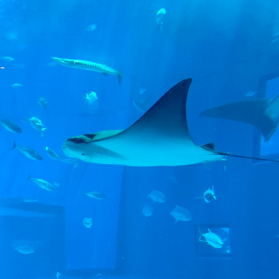 Junked Fish (Remix) Front Cover