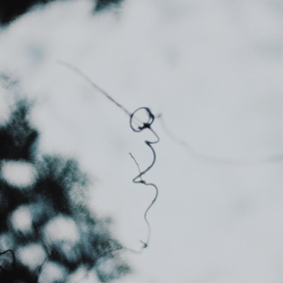 凪のジャケット写真