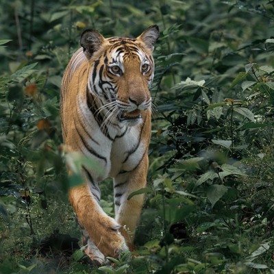 Tiger In The Darkness Front Cover