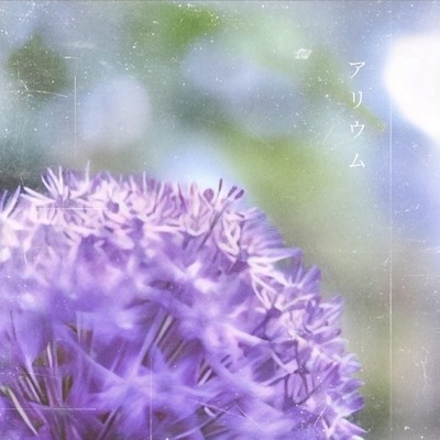 Allium Front Cover