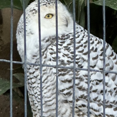 WAB1のジャケット写真