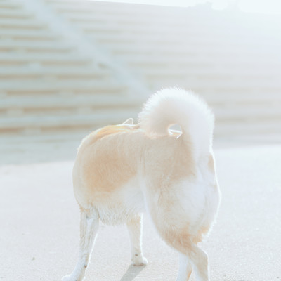 Mamoriuta Front Cover