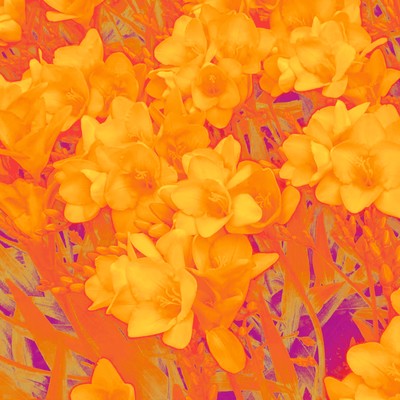 Freesia Front Cover