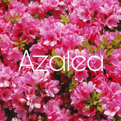 Azalea Front Cover