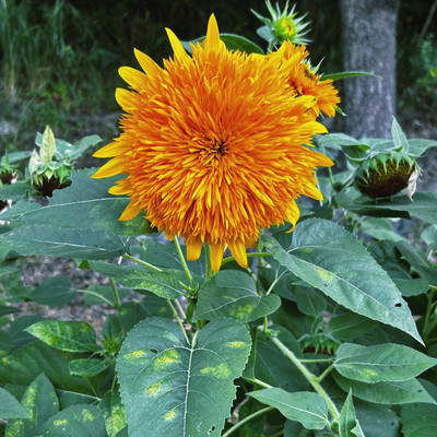 Seichounikki Front Cover