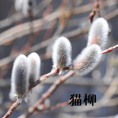 Nekoyanagi Front Cover