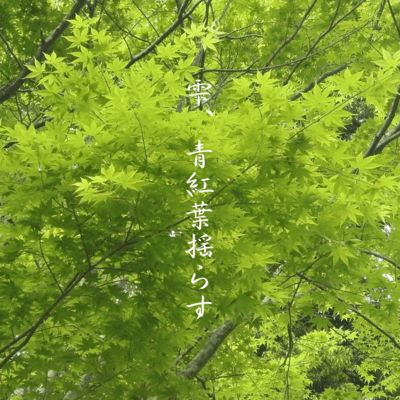 Shizuku aomomiji yurasu Front Cover