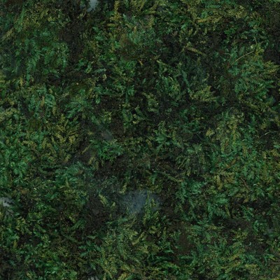 Moss Corridor Front Cover