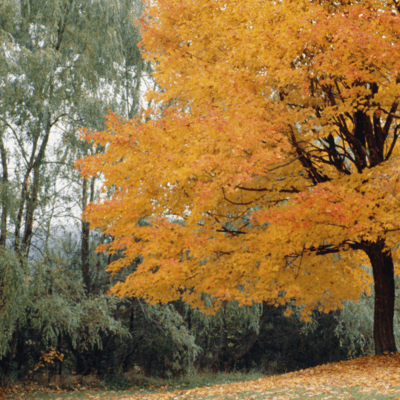 Novel Music: Autumn Changes (KAISAKU Studio ver) Front Cover