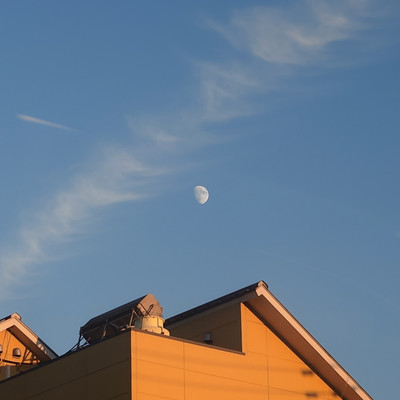 The blue bird flew Front Cover