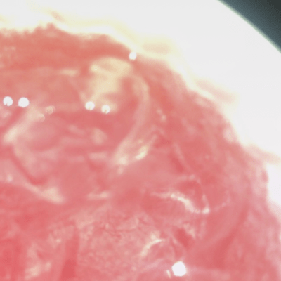 #ŚŠÏDËR*:.†のジャケット写真