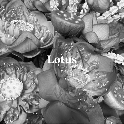 Lotusのジャケット写真