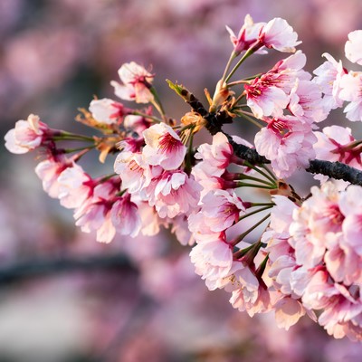 花一匁のジャケット写真