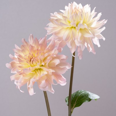 Blue sky in spring Front Cover