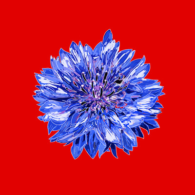 Centaurea cyanus Front Cover