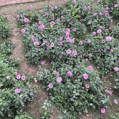 ワンダリング ソウルのジャケット写真