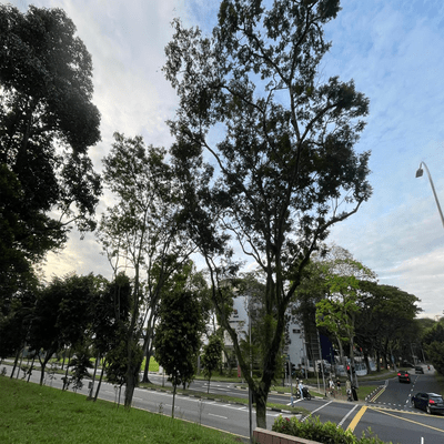 慈悲は光ですのジャケット写真