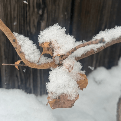 Winter Song Front Cover