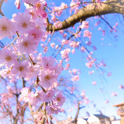 Becoming springlike (feat. HATSUNE MIKU) Front Cover