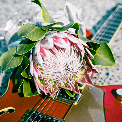 King Flower Front Cover