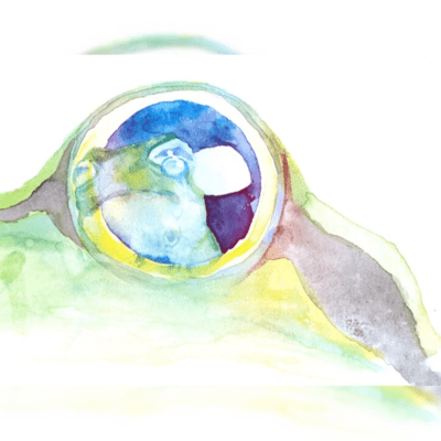 Ugly Frog Song Front Cover